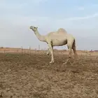 ضروبه وضحا طيبه