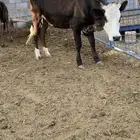حسيلتين جرسيه