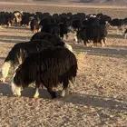 غنم نجد مراح مواليد ومضاريع