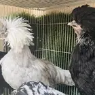 دجاج بولش فرنسي