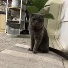 قط  سكوتش للتزاوج