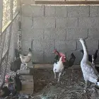 للبيع ديكه