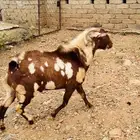 تيس   خروف فحول مشروطة من كل شي بأذن الله