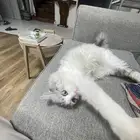 قط للتبني