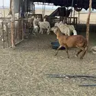 ضان سواكنيه