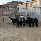 معزا عوارض