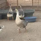 واز عراقي نضيف ومنتج في موسمه شرط