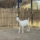 مراح ماعز قزم