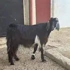 عنز دافع( تم البيع)