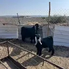 تيس عارضي صنف مشروع فحل