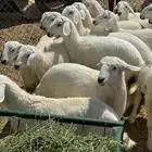 طليان حريه