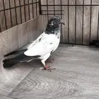 حمام باكستاني طبه ميسا للبيع