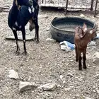 شاه منتوجه