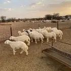 للبيع طليان ورخال العدد 31
