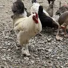 ديك براهمة كفو