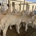 ذبائح حري لباني باسعار منافسه