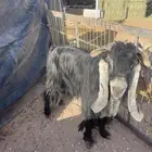 تيس عارضي فحل للبيع