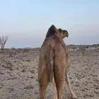 ناقه حايل