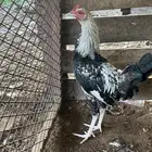 العدد 11 ديك من 25