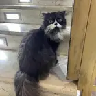 قط سكوتش فولد