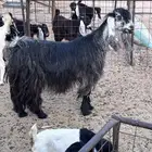 معزاء متابيع بالدوادمي