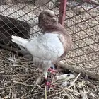 انثى كنق امريكي