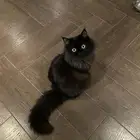 قط ذكر طالب تزاوج