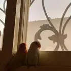 جوز روز