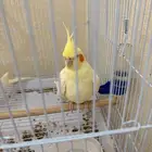 لاتينو كروان