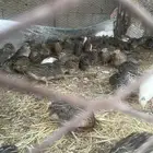 سمان بلدي للبيع