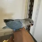 روز فرخ بلو سوبر جامبو