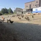 دجاج بلدي