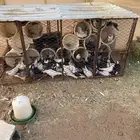 حمام للبيع