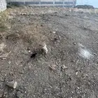 دجاجه براهما معها 4 فروخ