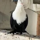 حمام لبناني شخشرلي