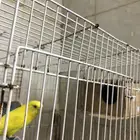 زوج بادجي منتج