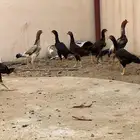 دجاج بكستاني