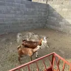 عنز وتيس للبيع