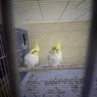 سلام عليكم ورحمة وبركاته