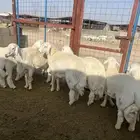 ذبايح للبيع