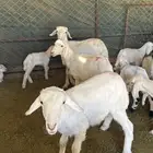 طليان للبيع