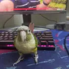 كنيور اناناس للبيع انثى