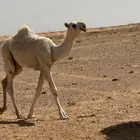 قعود رماني كفو للبيع