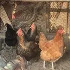 دجاج فرنسي فاخر