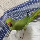 ببغاء درة للبيع