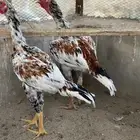 دجاج بكستاني سندي