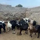معزا مقاني