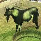تيس عمان