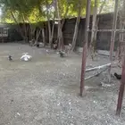 دجاج بلدي اصيل بصحه ممتازه