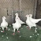 زاجل للبيع